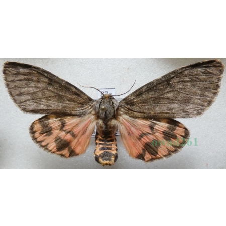 Olepa schleini Witt et al., 2005 female Isreal87e RARE!!!